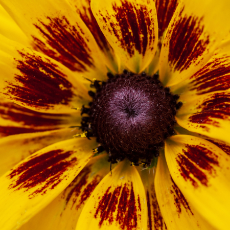 Flower Macro