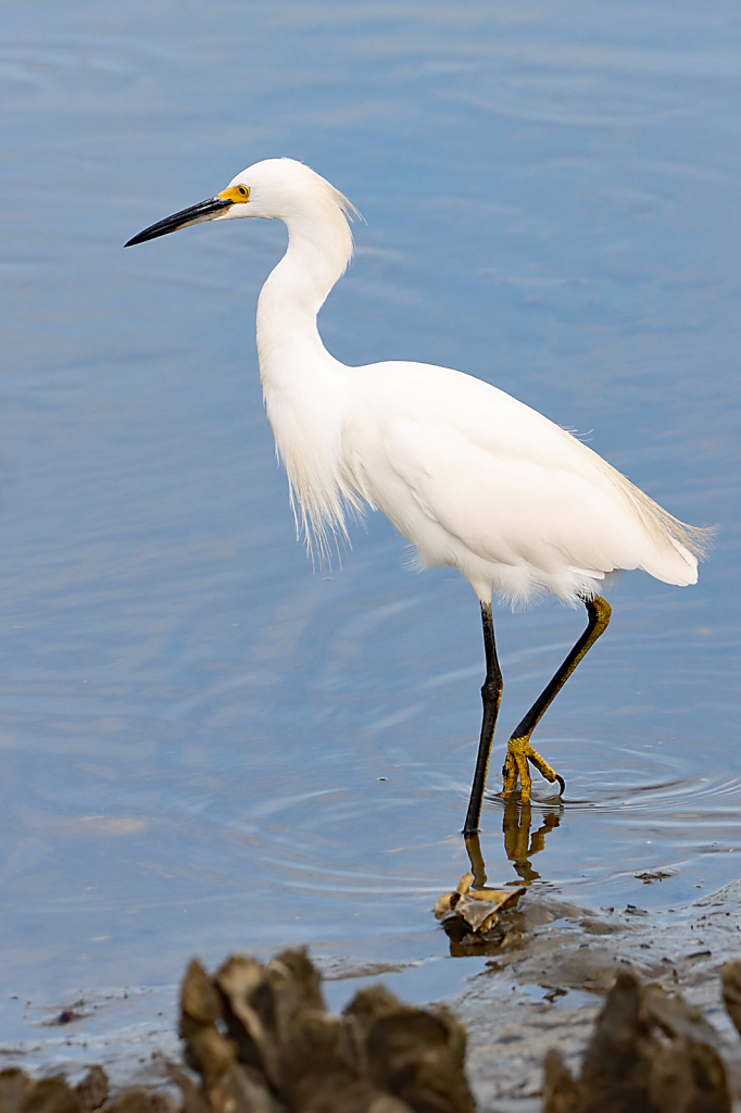 Snowy Egret