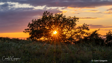 Sunsetting thru the Tree