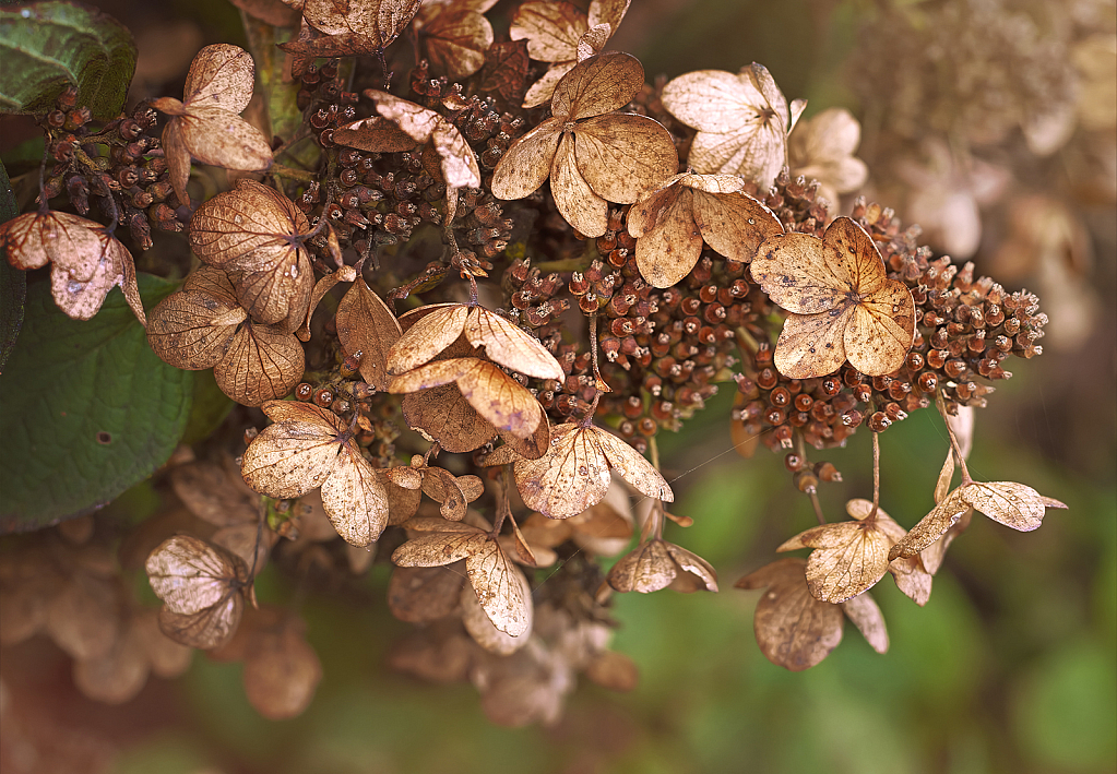 Dried Hydrangea