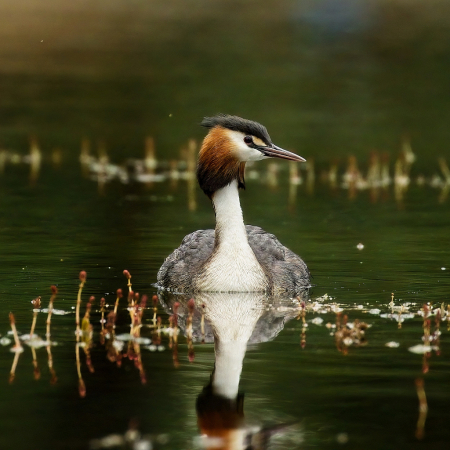 Crested grebe