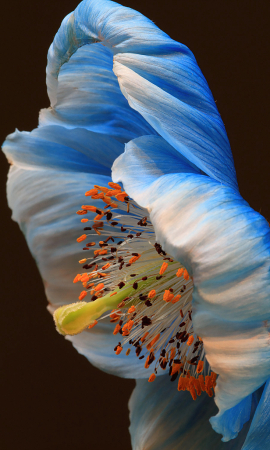 Blue Poppy