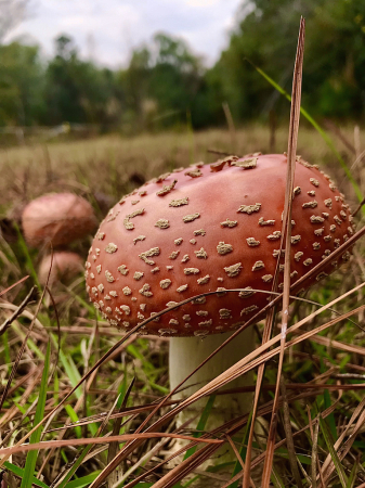 On the edge of the forest