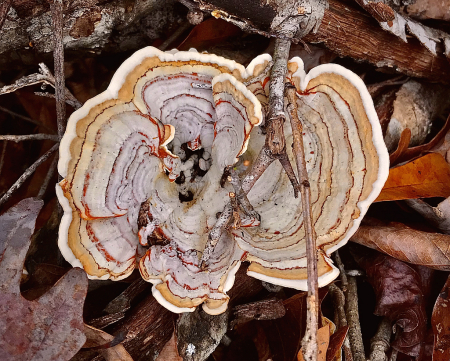 Turkey tail mushrooms 