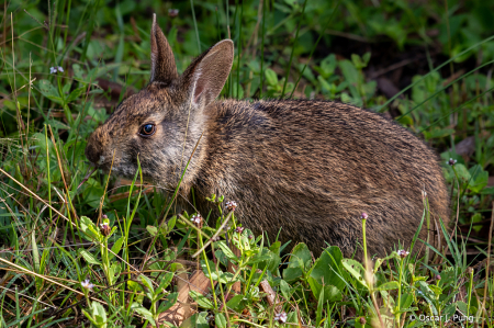 Marsh Rabbit