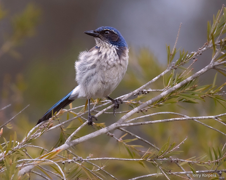 California Scrub Jay