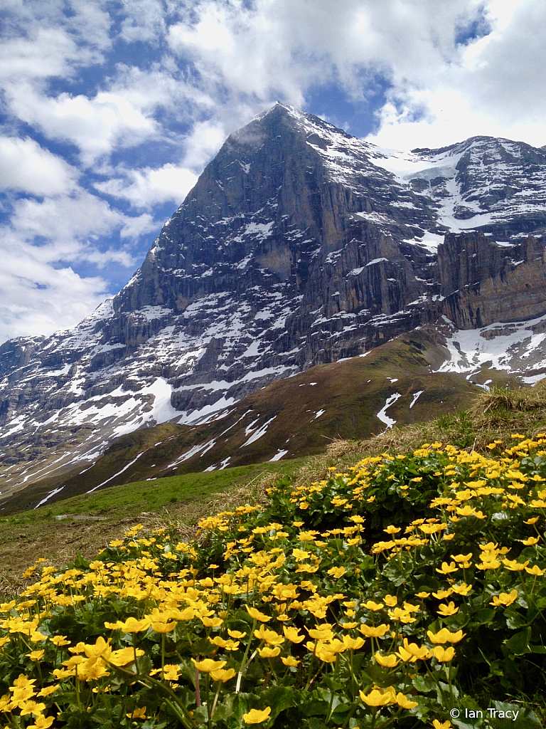 Eiger flowers