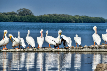 A ROW OF PELICANS