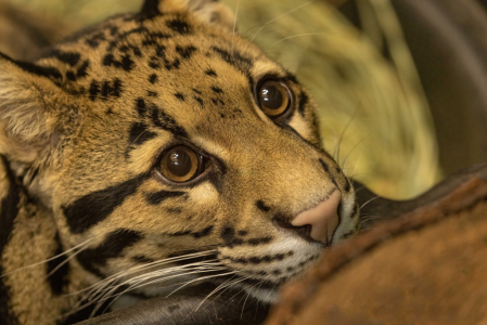 Clouded Leopard II