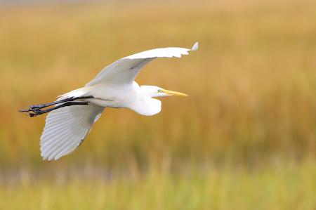 Great Egret