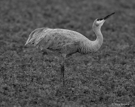 SandHill Crane B&W