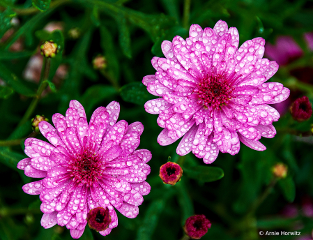 Two Pink Flowers