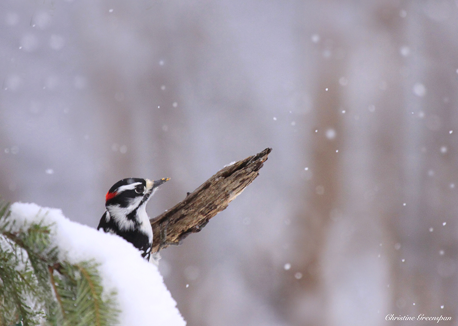 Snow Day