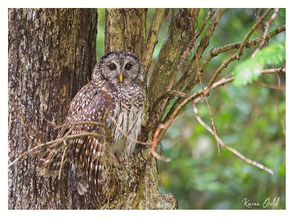 Barred Owl 