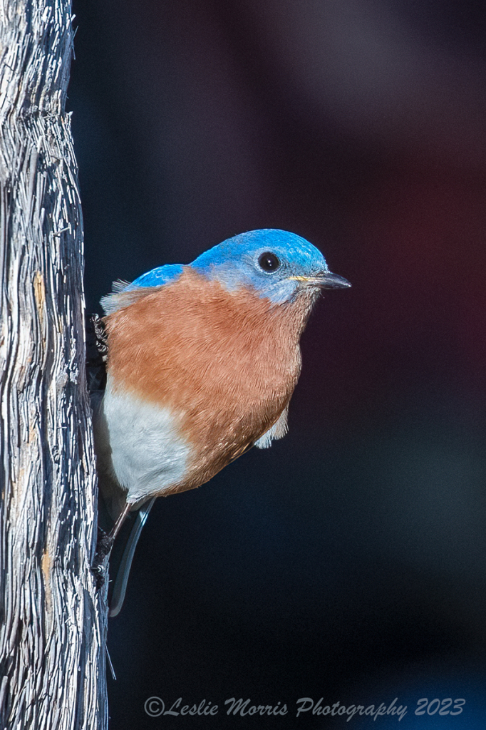 Eastern Bluebird