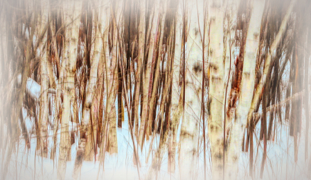 Abstract Winter Birches