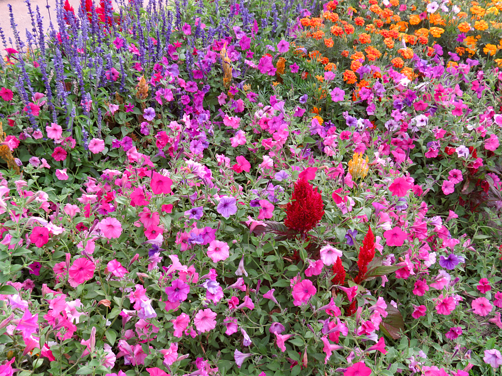 Garden Of Many Colors