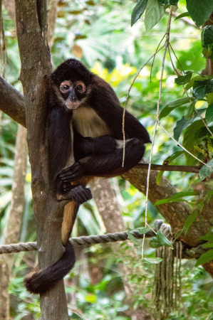 Monkey in Belize