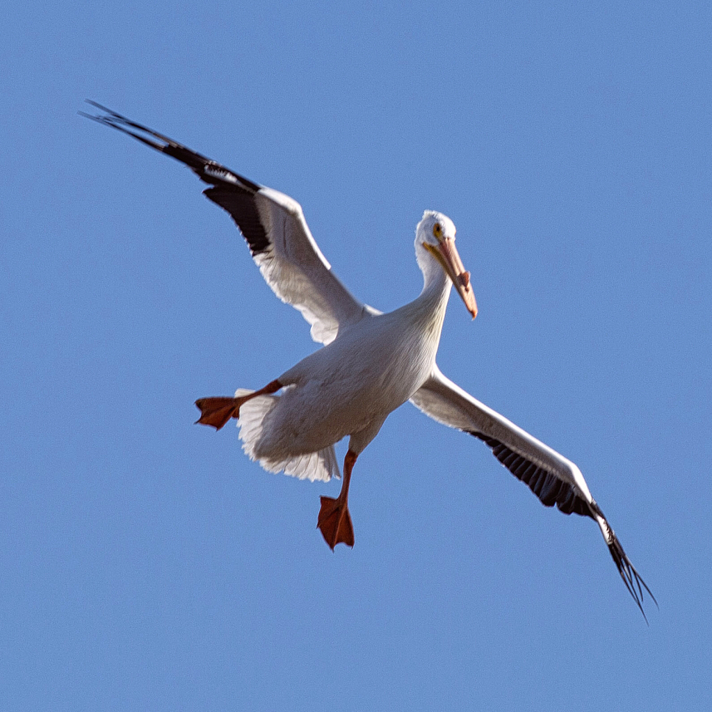 Pelican Pilot