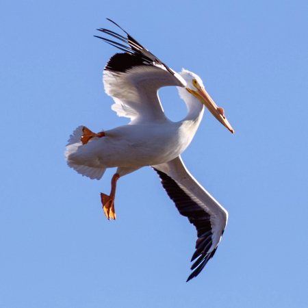 Pelican in Flight