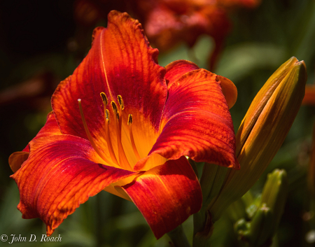 Dark Orange Day Lily