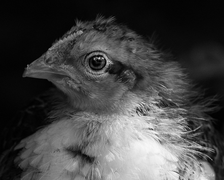 Young Chicken Portrait B&W