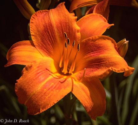 Orange Day Lily Variation