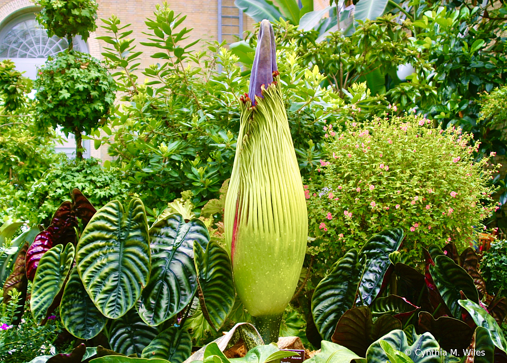 The World’s Largest Flower 