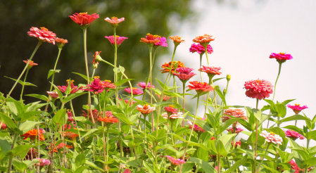 Fall Flower Patch