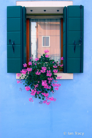 Window flowers-Burano, Italy