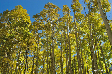 Collegiate Range aspen