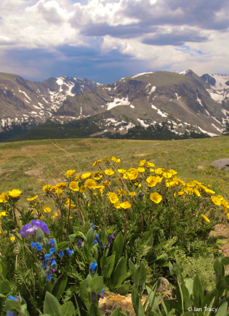 Rocky mountain flowers