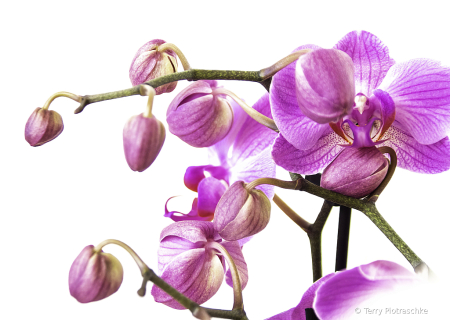 Orchids In Bloom