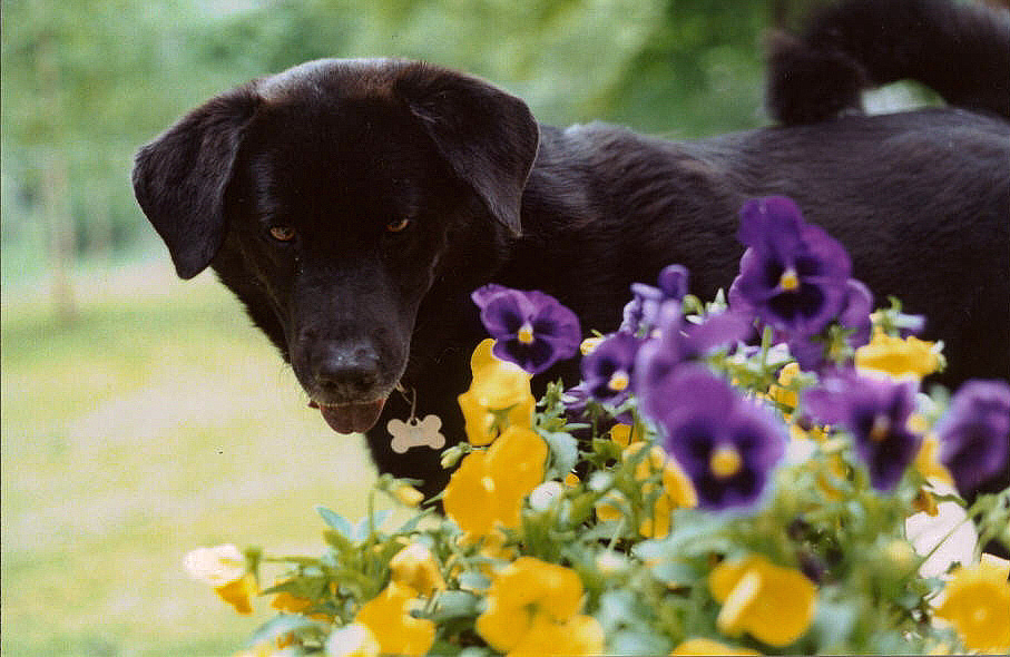 Stormy and Pansies