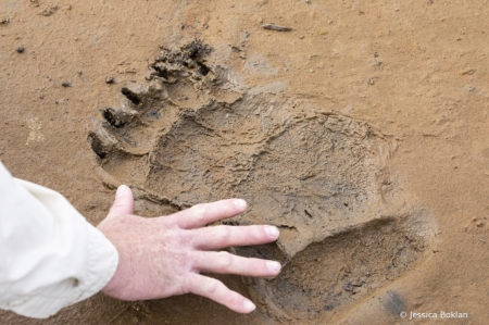 Brown Bear Footprint