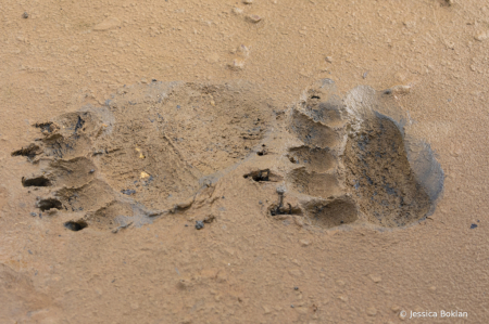 Brown Bear Footprints