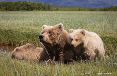 Cappuccino with One-Year-Old Cubs, Mocha and Latte