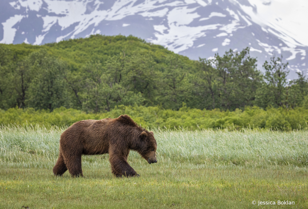 Male Brown Bear