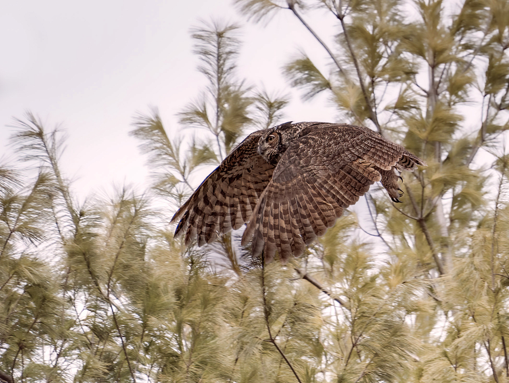 Great Horned Owl Fleeing my Camera