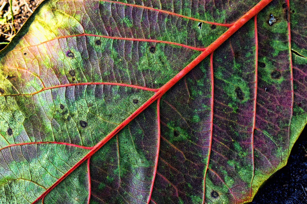 CLOSE UP OF A LEAF