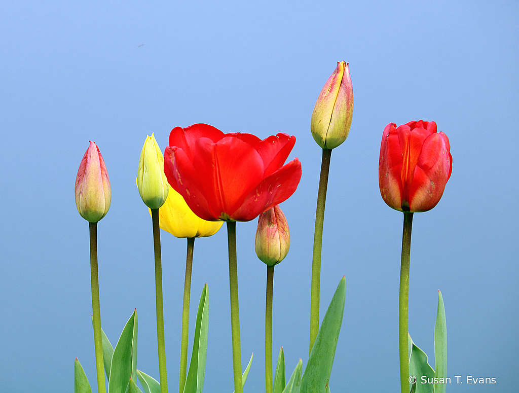 Ocean Tulips