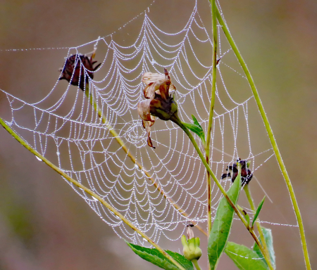 Web With Dying Wildflowers