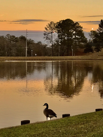 Goose at sunset