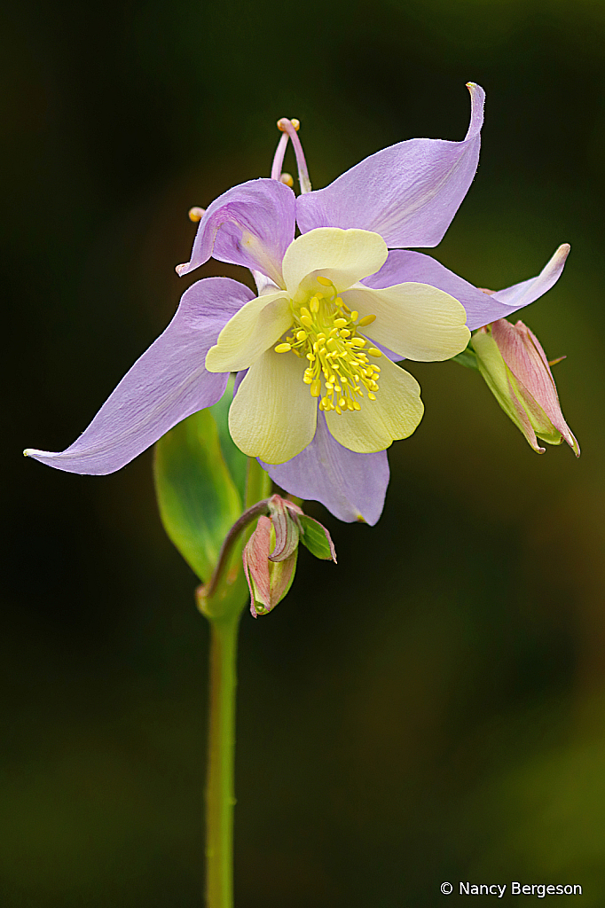 Be Mine Columbine!