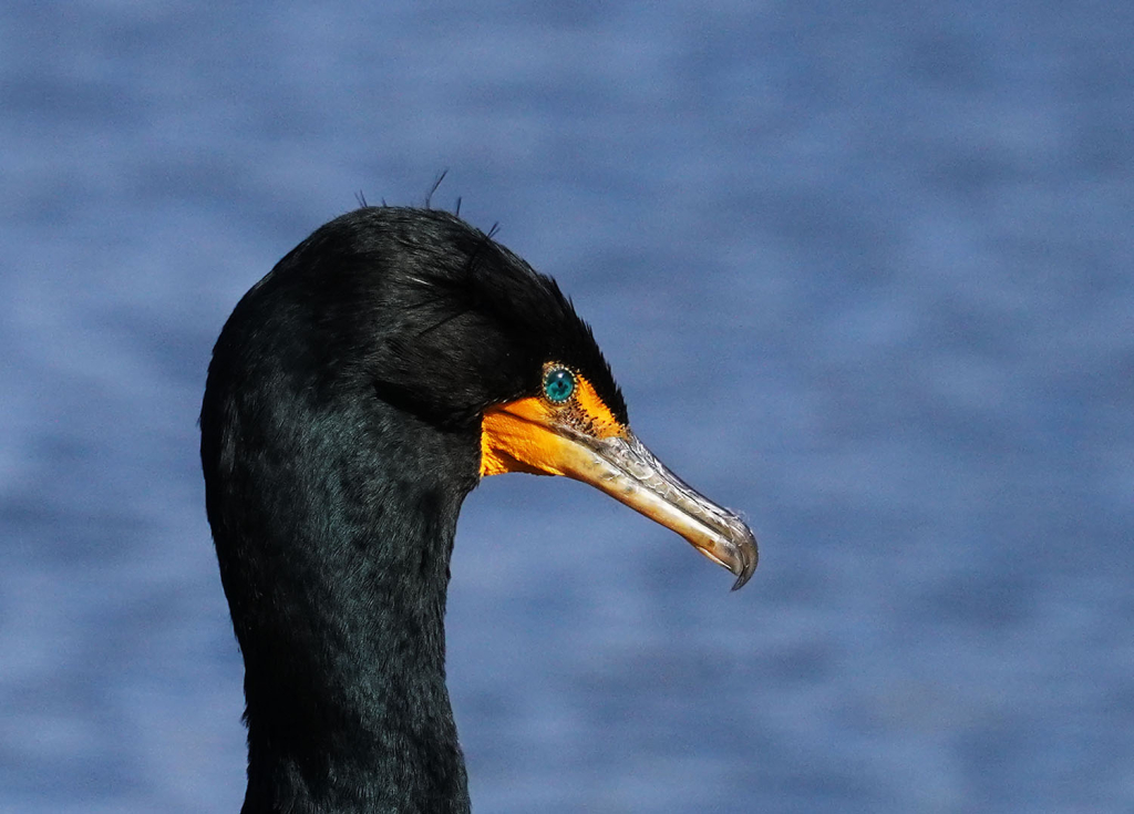 Cormorant Profile