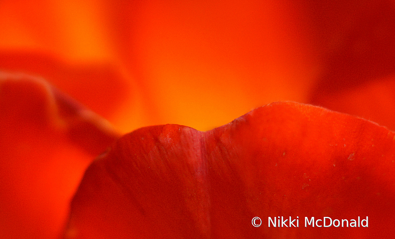 Tulip Petal Abstract