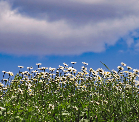 Clouds And Daisies