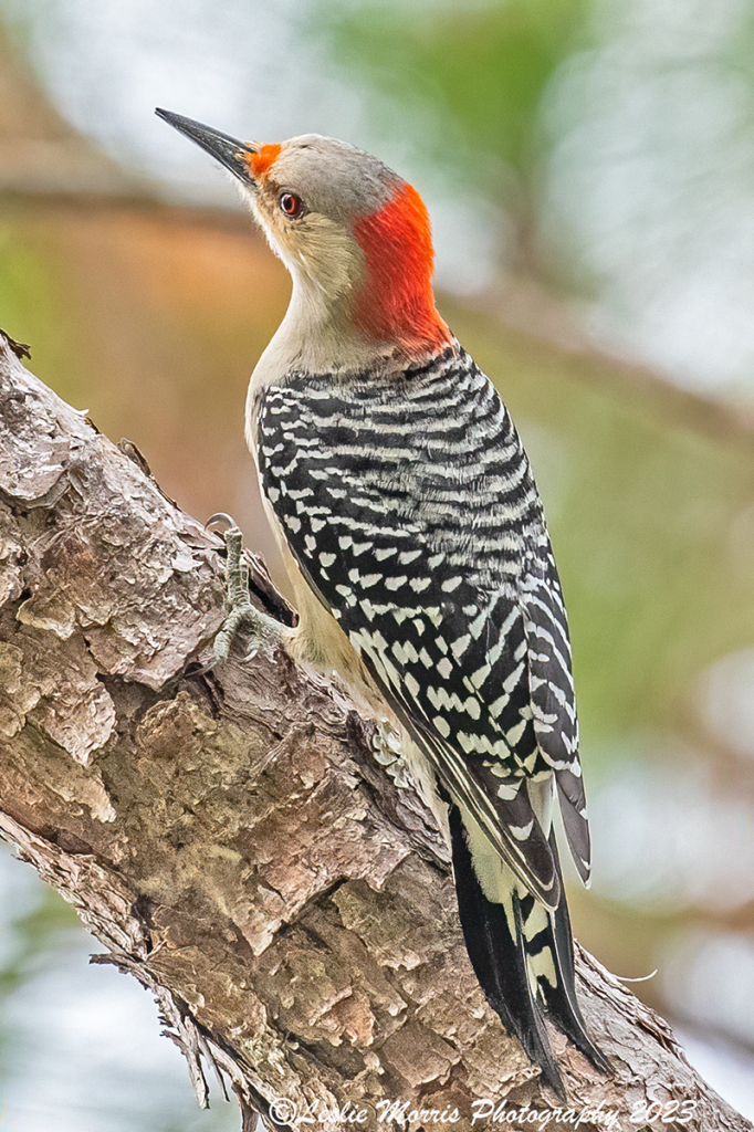 RedbelliedWoodpecker_C16I8599web