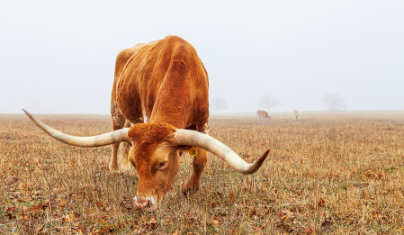 Ranch Life