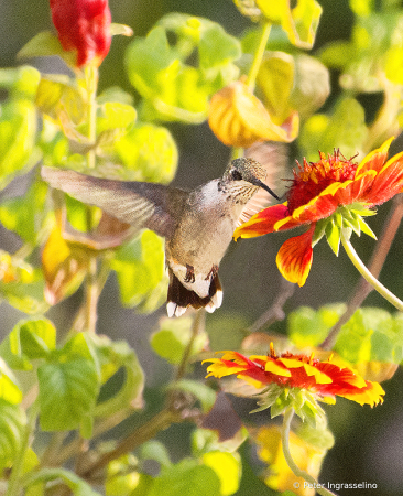 Hummingbird in flight #2